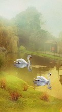 New mobile wallpapers - free download. Swans,Pictures,Animals picture and image for mobile phones.
