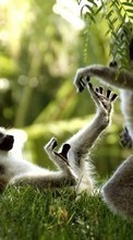 New mobile wallpapers - free download. Lemurs,Animals picture and image for mobile phones.