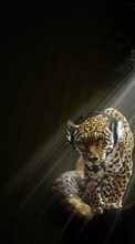 New 240x320 mobile wallpapers Humor, Music, Animals, Leopards free download.