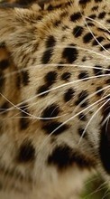 New mobile wallpapers - free download. Leopards,Cats,Animals picture and image for mobile phones.
