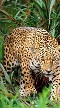 New 240x400 mobile wallpapers Animals, Leopards free download.