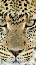Leopards, Animals for Lenovo TAB 2 A7 20F