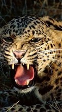 New 540x960 mobile wallpapers Animals, Leopards free download.