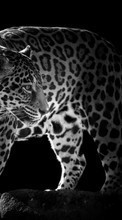 Leopards, Animals