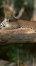 New mobile wallpapers - free download. Animals, Leopards picture and image for mobile phones.