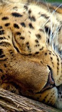 New mobile wallpapers - free download. Leopards, Animals picture and image for mobile phones.
