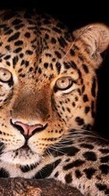 New mobile wallpapers - free download. Leopards, Animals picture and image for mobile phones.