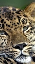 New mobile wallpapers - free download. Leopards,Animals picture and image for mobile phones.