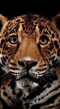 Leopards,Animals for Motorola Defy+