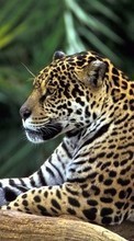 New mobile wallpapers - free download. Leopards,Animals picture and image for mobile phones.