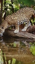 New mobile wallpapers - free download. Animals, Leopards picture and image for mobile phones.