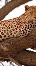 New 800x480 mobile wallpapers Animals, Leopards free download.