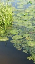 New mobile wallpapers - free download. Landscape, Water, Lilies picture and image for mobile phones.