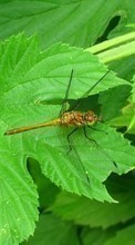 New mobile wallpapers - free download. Insects, Leaves, Dragonflies picture and image for mobile phones.