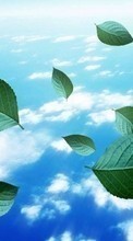 New mobile wallpapers - free download. Leaves, Sky, Clouds, Landscape, Plants picture and image for mobile phones.