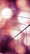 New mobile wallpapers - free download. Leaves,Objects picture and image for mobile phones.