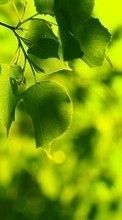 New mobile wallpapers - free download. Leaves,Objects picture and image for mobile phones.