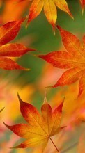 New mobile wallpapers - free download. Leaves,Objects,Autumn picture and image for mobile phones.