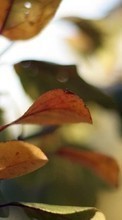 New mobile wallpapers - free download. Leaves,Objects,Plants picture and image for mobile phones.