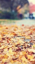 New mobile wallpapers - free download. Leaves,Autumn,Landscape picture and image for mobile phones.