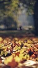 New mobile wallpapers - free download. Leaves,Autumn,Landscape picture and image for mobile phones.