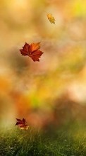 New mobile wallpapers - free download. Leaves, Autumn, Landscape, Plants, Grass picture and image for mobile phones.