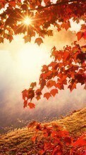 Leaves, Autumn, Landscape, Rivers, Sun for Samsung Wave 575 S5750