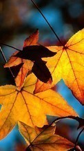 New 540x960 mobile wallpapers Plants, Autumn, Leaves free download.