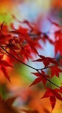 Plants, Autumn, Leaves for Google Pixel 4A