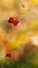 New mobile wallpapers - free download. Leaves, Autumn, Plants picture and image for mobile phones.