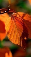 New mobile wallpapers - free download. Leaves, Autumn, Plants picture and image for mobile phones.
