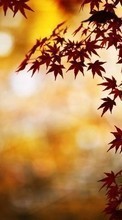New mobile wallpapers - free download. Leaves,Autumn,Plants picture and image for mobile phones.
