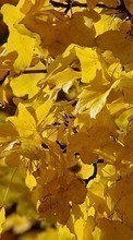 New mobile wallpapers - free download. Leaves,Autumn,Plants picture and image for mobile phones.