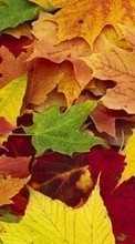 New mobile wallpapers - free download. Plants, Autumn, Leaves picture and image for mobile phones.