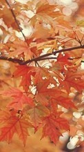 New mobile wallpapers - free download. Leaves,Autumn,Pictures picture and image for mobile phones.