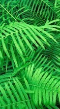 New mobile wallpapers - free download. Leaves,Ferns,Plants picture and image for mobile phones.