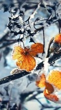 New mobile wallpapers - free download. Leaves,Landscape,Winter picture and image for mobile phones.