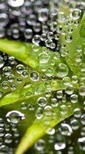 New mobile wallpapers - free download. Leaves, Bubbles, Plants, Water picture and image for mobile phones.