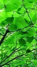 Plants, Leaves for BlackBerry Passport