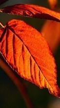 New 480x800 mobile wallpapers Plants, Leaves free download.