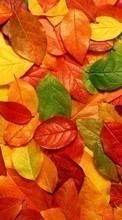 New mobile wallpapers - free download. Leaves,Plants picture and image for mobile phones.