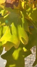 Plants, Leaves for Fly ERA Nano 6 IQ4406