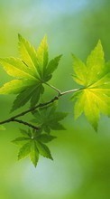 New 320x480 mobile wallpapers Plants, Leaves free download.