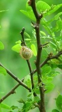 New mobile wallpapers - free download. Animals, Leaves, Snails picture and image for mobile phones.