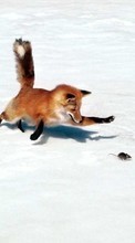 New mobile wallpapers - free download. Animals, Mice, Snow, Fox picture and image for mobile phones.
