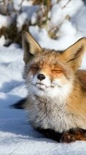 New mobile wallpapers - free download. Fox, Snow, Animals, Winter picture and image for mobile phones.