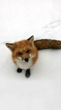 New mobile wallpapers - free download. Fox,Snow,Animals,Winter picture and image for mobile phones.