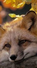 New mobile wallpapers - free download. Fox, Animals picture and image for mobile phones.