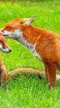 New mobile wallpapers - free download. Fox, Animals picture and image for mobile phones.