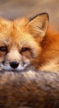 New mobile wallpapers - free download. Fox,Animals picture and image for mobile phones.